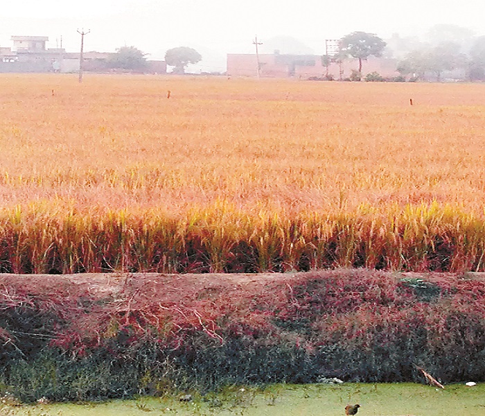 ਕਿਸਾਨਾਂ ਵੱਲੋਂ ਪਰਾਲੀ ਨੂੰ ਅੱਗ ਲਾਉਣ ਦਾ ਸਿਲਸਿਲਾ ਜਾਰੀ
