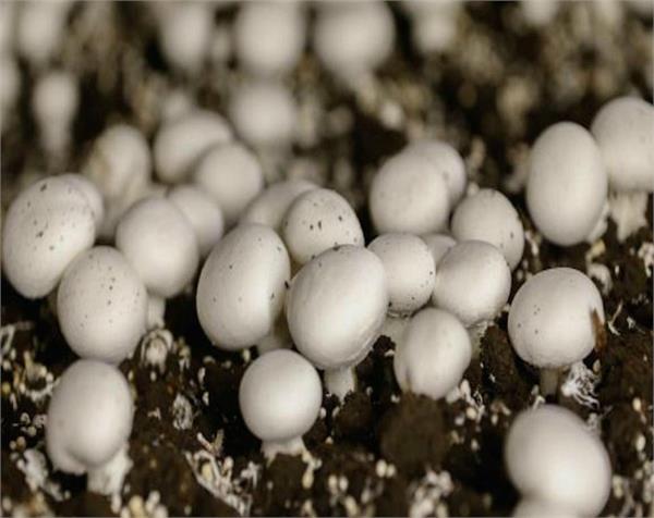 magical mushroom is effective in treating depression  search