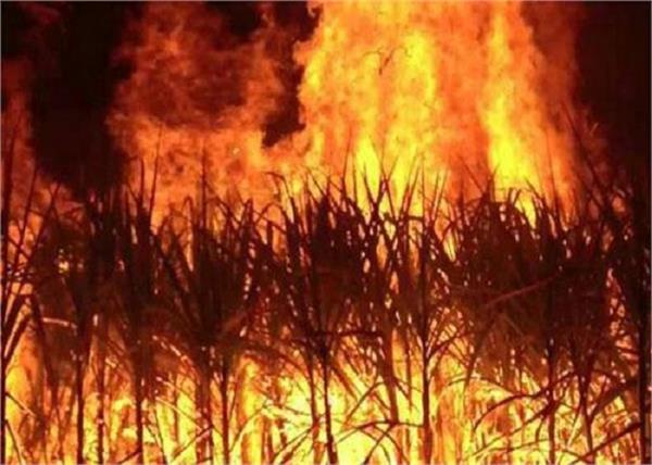 farmers who set fire to pellets