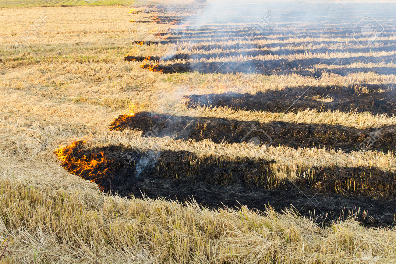 ਪਰਾਲੀ ਸਾੜਨ ਸਬੰਧੀ ਕਿਸਾਨਾਂ ਵਲੋਂ ਦਾਇਰ ਪਟੀਸ਼ਨ ''ਤੇ ਹਾਈਕੋਰਟ ਸਖਤ, ਪੰਜਾਬ ਤੇ ਕੇਂਦਰ ਨੂੰ ਨੋਟਿਸ ਜਾਰੀ