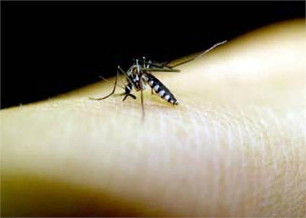 650 new patients of dengue