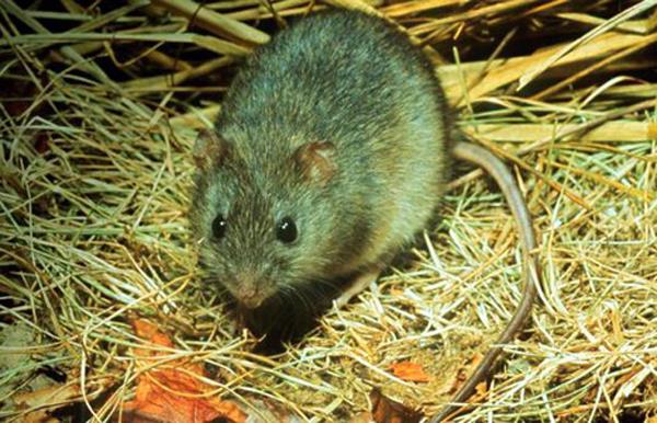 rat