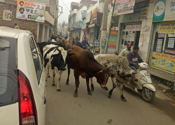 ਸ਼ਹਿਰ ''ਚ ਘੁੰਮ ਰਹੇ ਬੇਸਹਾਰਾ ਗਊਆਂ ਦੇ ਝੁੰਡ ਤੋਂ ਸ਼ਹਿਰ ਵਾਸੀ ਪ੍ਰੇਸ਼ਾਨ