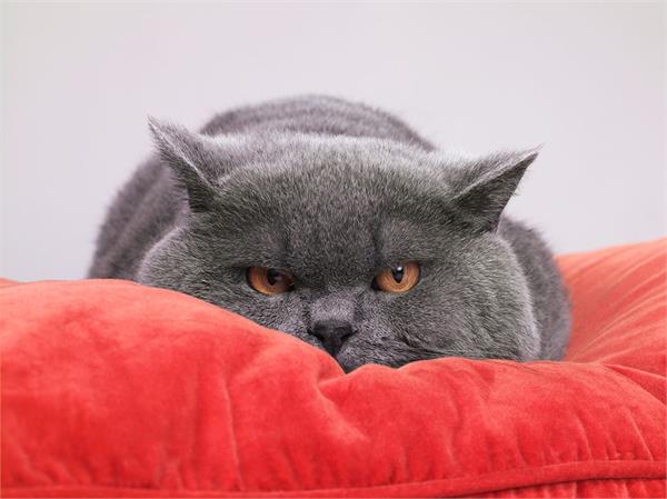 your pet cats can only make you sick