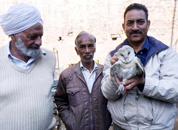 wild owl caught from rambagh  s shop