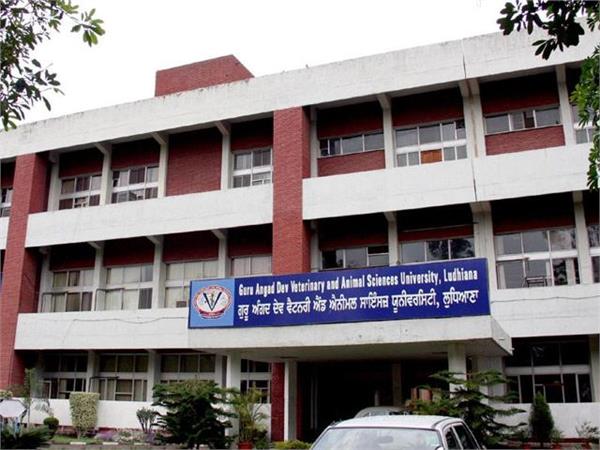 veternery university