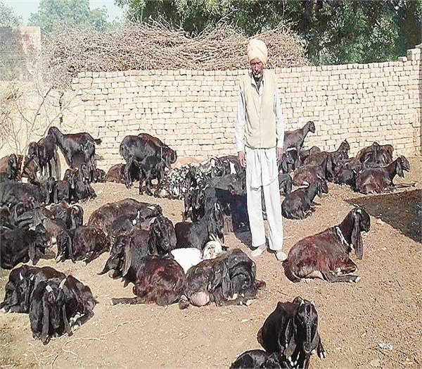 terrible disease on the goats