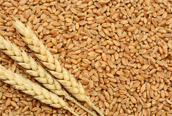 govt doubles import duty on wheat