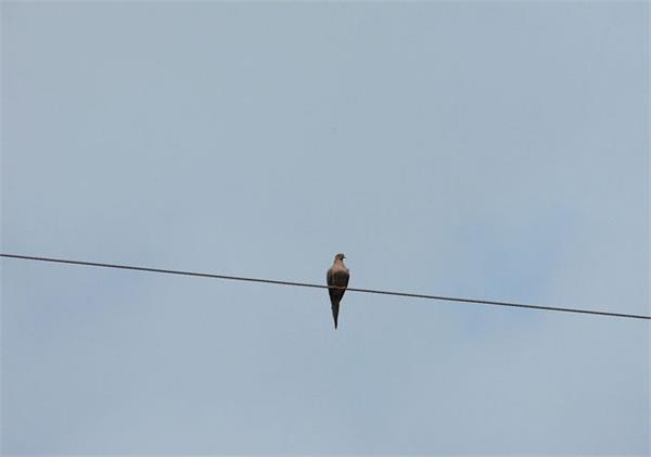 pigeon at wire