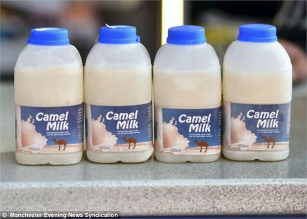 camel milk tea will be available in agritech meet