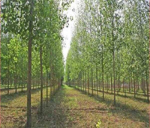 poplar farming