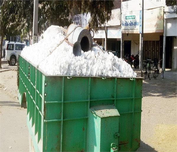 1 lakh 36 thousand 182 quintals of cotton in mandis
