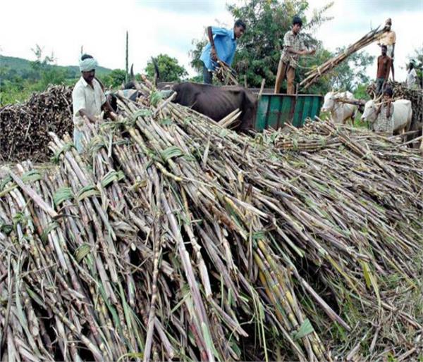 sugarcane price