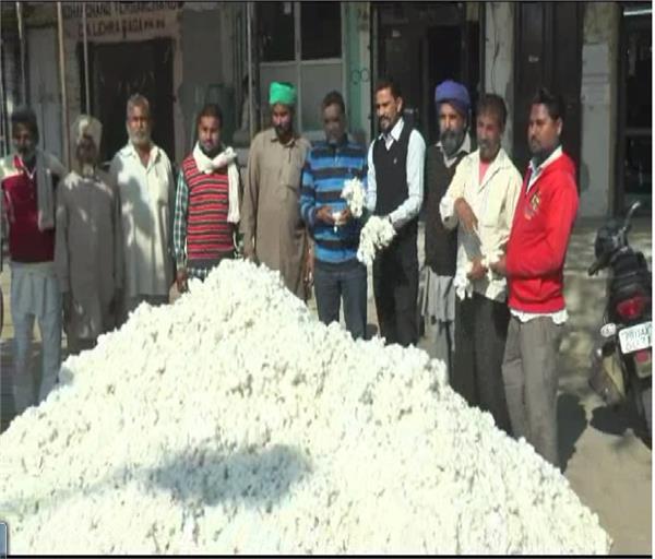 small cotton industry