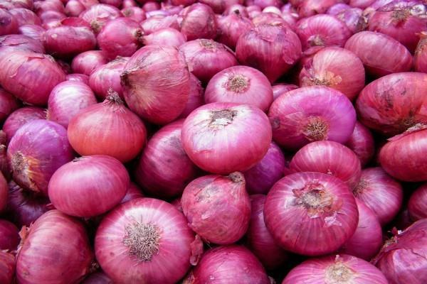 onion prices will again revive delhi  rs 80   kg