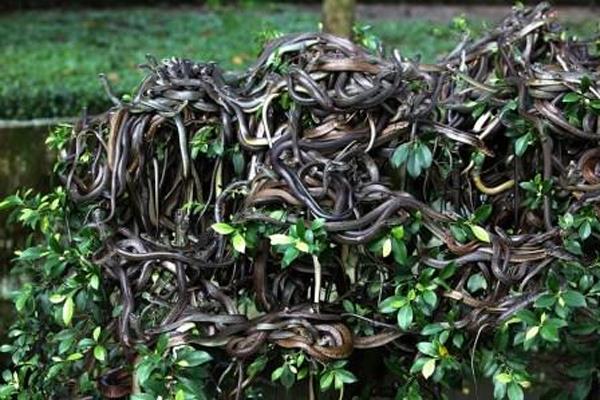 brazil snakes island