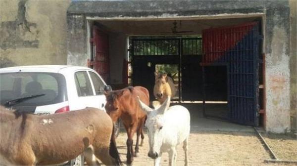 up police donkeys jail