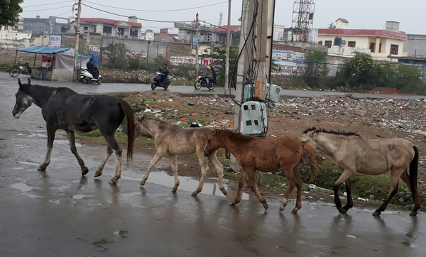 ਹੁਣ ਬਾਘਾਪੁਰਾਣਾ ਸ਼ਹਿਰ ''ਚ ਘੋੜਿਆਂ ਨੇ ਕੀਤੀ ਨਾਕਾਬੰਦੀ