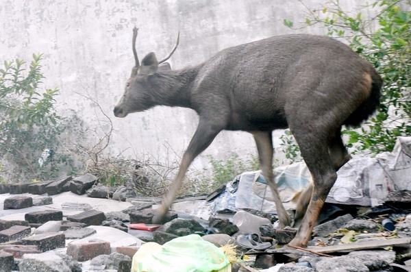 wild sumbar strikes people