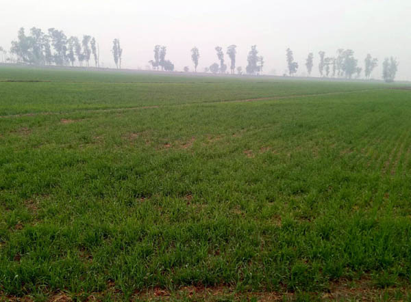 ਸਰਦੀ ਦੀ ਪਹਿਲੀ ਬਾਰਿਸ਼ ਮਗਰੋਂ ਠੰਡ ਨੇ ਜ਼ੋਰ ਫੜਿਆ