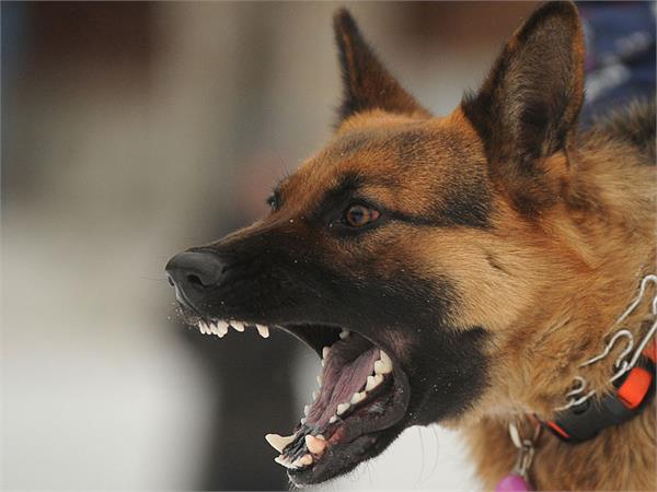 supreme court to decide on compensation for dogs bite