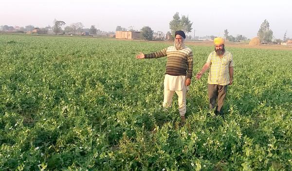 waste of acres 3 acres with fake seeds of peas