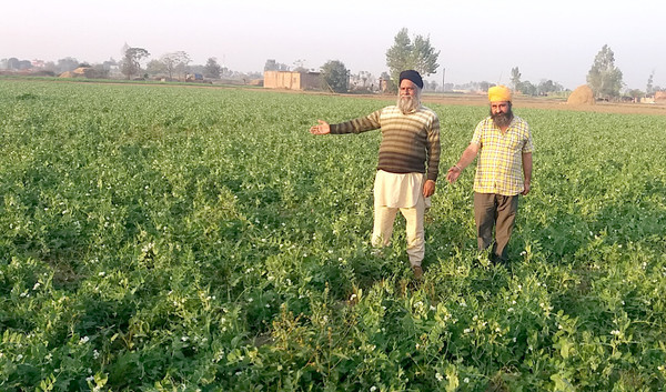 ਮਟਰਾਂ ਦੇ ਨਕਲੀ ਬੀਜ ਨਾਲ 3 ਏਕੜ ਫਸਲ ਬਰਬਾਦ