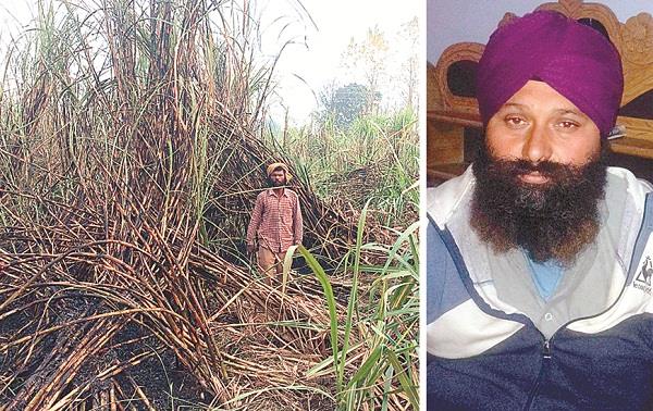 due to short circuit  2 acres of cane crop burns to ashes