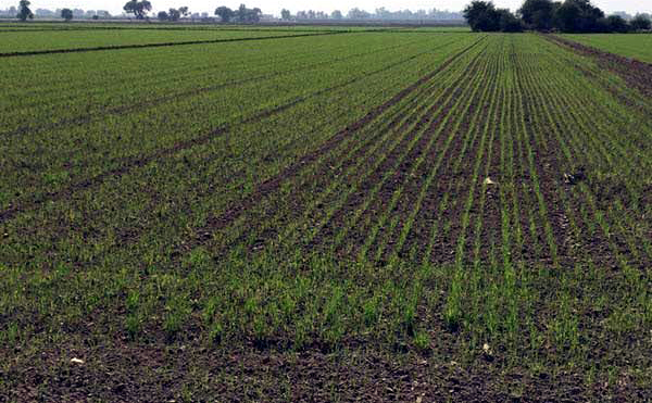 ਪੰਜਾਬ ਦੇ 4 ਲੱਖ ਹੈਕਟੇਅਰ ਰਕਬੇ ''ਚ ਨਹੀਂ ਹੋ ਸਕੀ ਕਣਕ ਦੀ ਬਿਜਾਈ