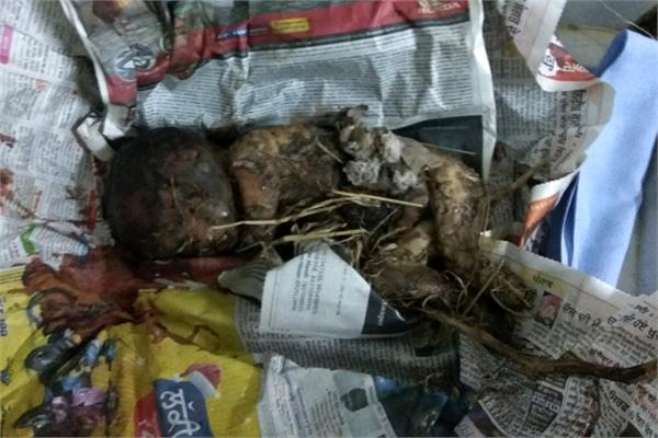 baby fetal found