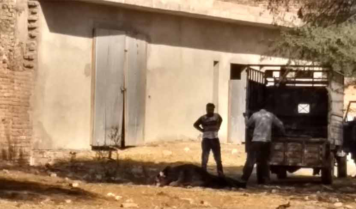 ਮਰੇ ਪਸ਼ੂਆਂ ਨੂੰ ਨੋਚ-ਨੋਚ ਕੇ ਖਾਂਦੇ ਨੇ ਕੁੱਤੇ, ਨਹੀਂ ਹੈ ਕੋਈ ਠੇਕੇਦਾਰ