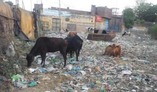 people are disturbed due to the growing helpless animals in the city