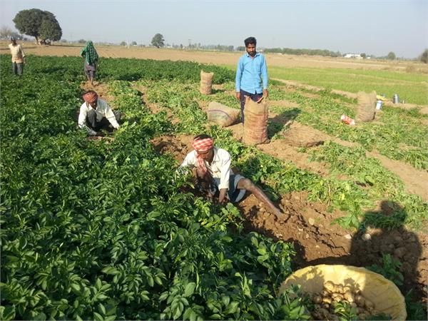 vegitable price hike