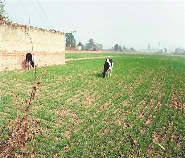 in case of stray animals