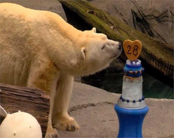 america  zoo  celebrated  2 bears  birthday