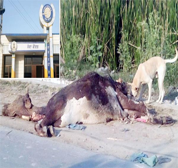 service center jhabal dead cow