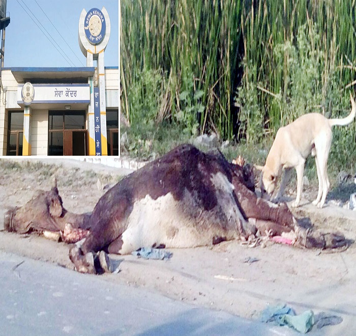 ਸੇਵਾ ਕੇਂਦਰ ਝਬਾਲ ਦੇ ਕੋਲ 2 ਦਿਨਾਂ ਤੋਂ ਪਈ ਹੈ ਮ੍ਰਿਤਕ ਗਾਂ, ਕੁੱਤੇ ਨੋਚ-ਨੋਚ ਕੇ ਬਣਾ ਰਹੇ ਨੇ ਆਪਣਾ ਆਹਾਰ