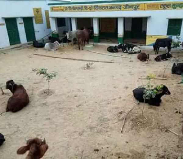 johnpur  school  students  livestock 