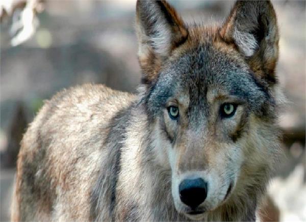 wolves could bounce back in canada parks