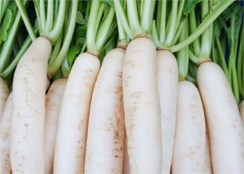there are many benefits to eating radish in winter