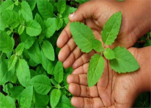 tulsi is useful for health