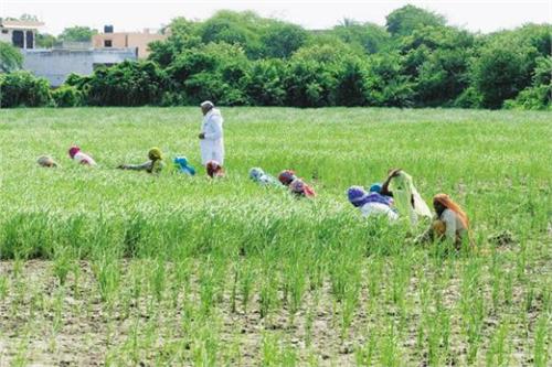 finance minister big announcement for farmers