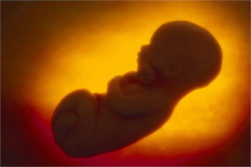 fetus found in kapurthala  s bus stand area