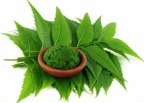 useful neem for health and beauty