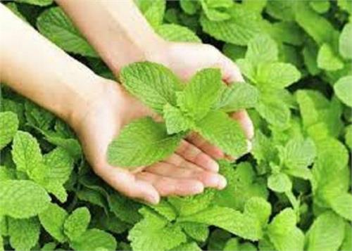eat mint to better health in the summer