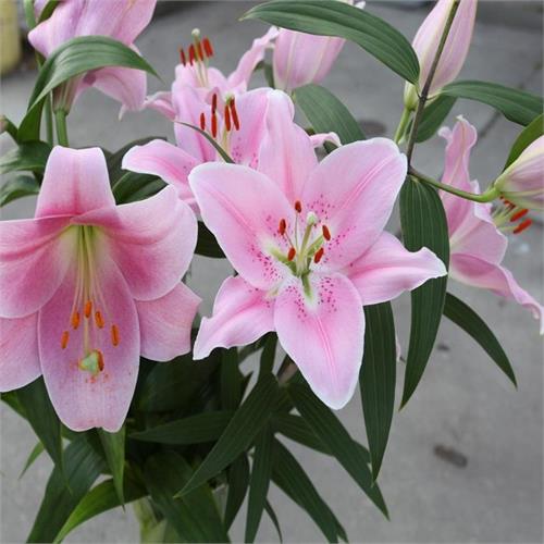 home maid flower food