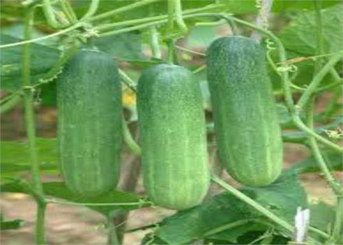 cucumber to follow to grow in the home the easy way