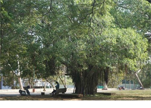 pipal tree keep away many diseases