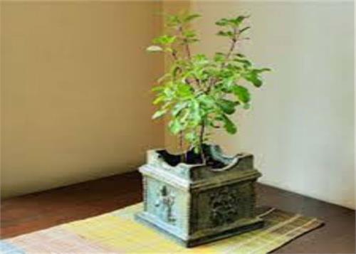 tulsi plant also gives a sign of trouble in the house