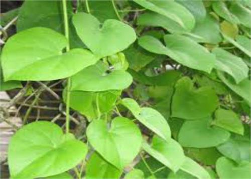 giloy elimates many body problems